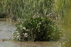 Echinodorus grandiflorus