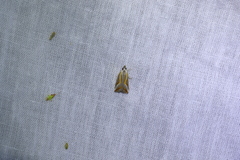 Arotrophora arcuatalis