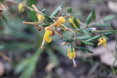 Grevillea chrysophaea