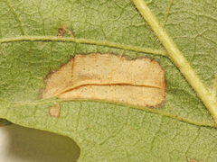 Phyllonorycter messaniella