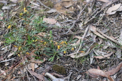 Grevillea chrysophaea