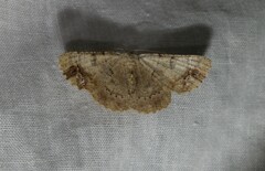 Aeolochroma quadrilinea