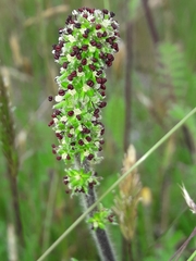 Acaena agnipila