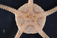 Ophiomusa lymani