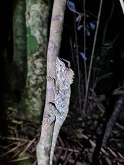 Lophosaurus spinipes