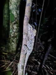 Lophosaurus spinipes