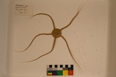 Ophiomusa lymani