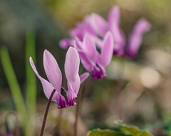 Cyclamen graecum graecum