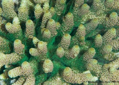 Acropora millepora