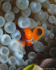 Amphiprion biaculeatus