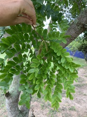 Paubrasilia echinata