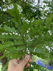 Paubrasilia echinata