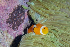 Amphiprion ocellaris
