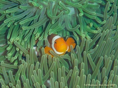 Amphiprion ocellaris