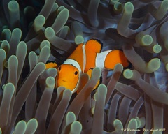Amphiprion ocellaris