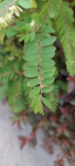 Phyllanthus tenellus