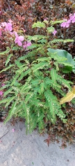 Phyllanthus tenellus