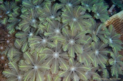Clavularia