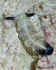 Plakobranchus papua