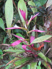 Guzmania wittmackii