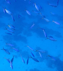Caesio lunaris