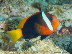Amphiprion melanopus