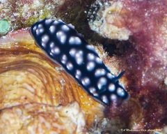 Phyllidiella pustulosa