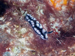 Phyllidiella pustulosa