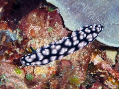 Phyllidiella pustulosa