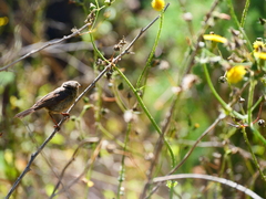 Phylloscopus canariensis