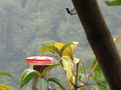 Chaetocercus mulsant