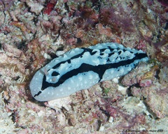 Phyllidiidae
