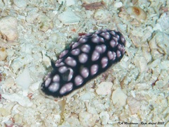 Phyllidiella pustulosa