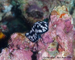 Phyllidiella pustulosa