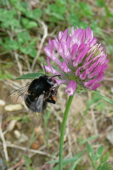 Anthophora plumipes