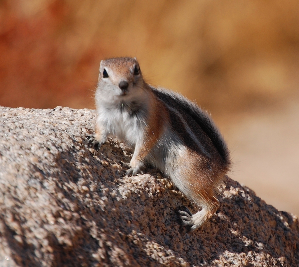 White-tailed Antelope Squirrel (Utah Mammals) · iNaturalist Mexico