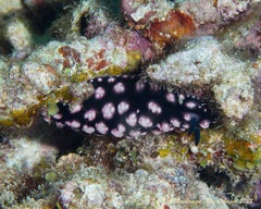 Phyllidiidae
