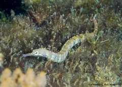 Corythoichthys haematopterus