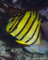 Chaetodon octofasciatus