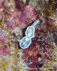 Glossodoris buko