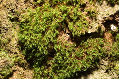 Rhynchostegium confertum