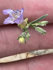 Penstemon linarioides