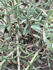 Penstemon linarioides