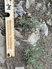 Penstemon linarioides