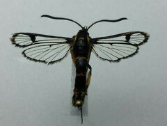 Synanthedon