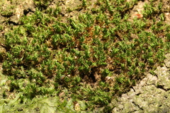 Rhynchostegium confertum