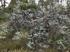 Eucalyptus perriniana