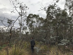 Eucalyptus perriniana