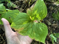 Trillium