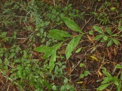Wikstroemia indica